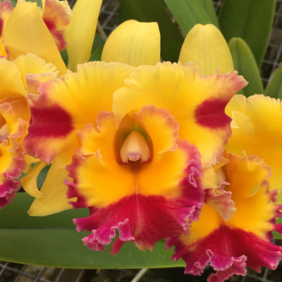 Rlc. Stitch Labs 'Volcano Fancy' FLASK (Cattleya Clone) Rlc. Stitch Labs 'Volcano Fancy' FLASK (Cattleya Clone)
