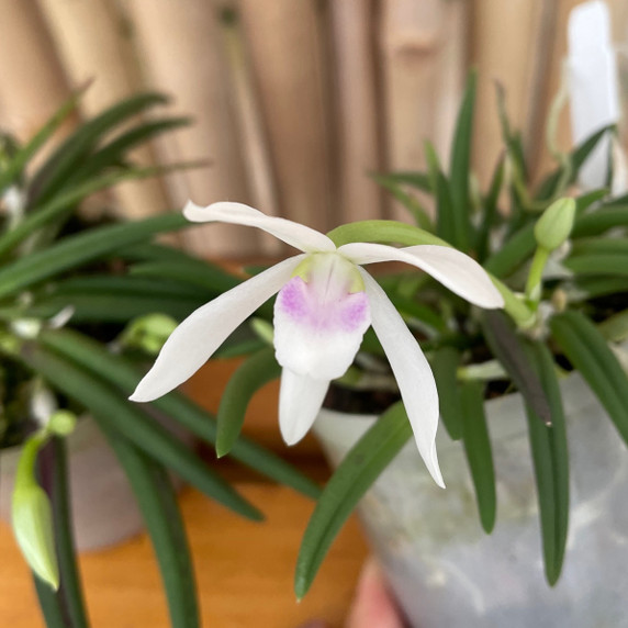 Leptotes bicolor x sib (Miniature) - Not Blooming Leptotes bicolor x sib (Miniature) - Not Blooming