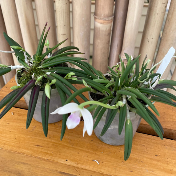 Leptotes bicolor x sib (Miniature) - Not Blooming Leptotes bicolor x sib (Miniature) - Not Blooming