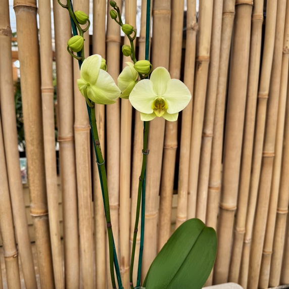 Phal. Mint (Double Spike) Phal. Mint (Double Spike)