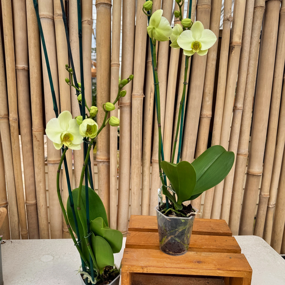 Phal. Mint (Double Spike) Phal. Mint (Double Spike)