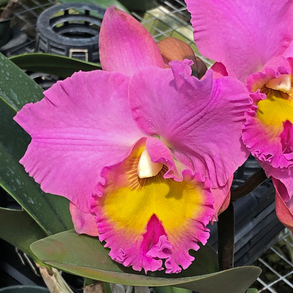 Rlc. Joyful Love 'Volcano Queen' (5.5" Pot) - Buds Rlc. Joyful Love 'Volcano Queen' (5.5" Pot) - Buds