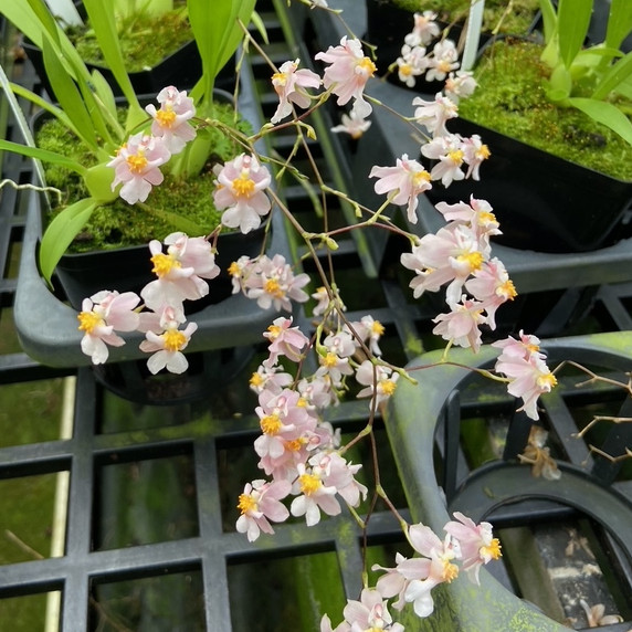 Oncidium Misaki Twinkle Obry (4" Pot) - Buds Oncidium Misaki Twinkle Obry (4" Pot) - Buds
