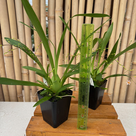Oncidium Misaki Twinkle Obry (4" Pot) - Buds Oncidium Misaki Twinkle Obry (4" Pot) - Buds
