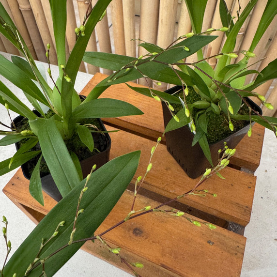 Oncidium Misaki Twinkle Obry (4" Pot) - Buds Oncidium Misaki Twinkle Obry (4" Pot) - Buds