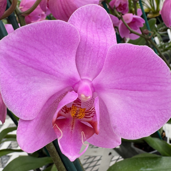 Phal. San Francisco (Single Spikie) Phal. San Francisco (Single Spikie)