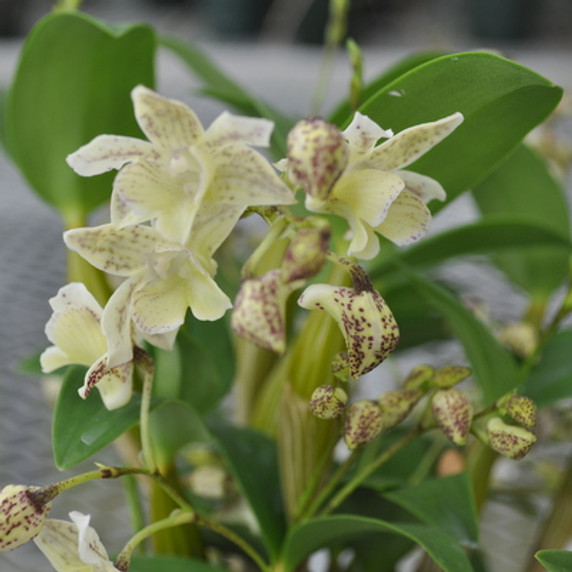 Den. Micro Chip