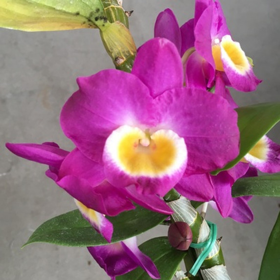 Den. Nobile -- Pink Kiss 'Comet Queen'