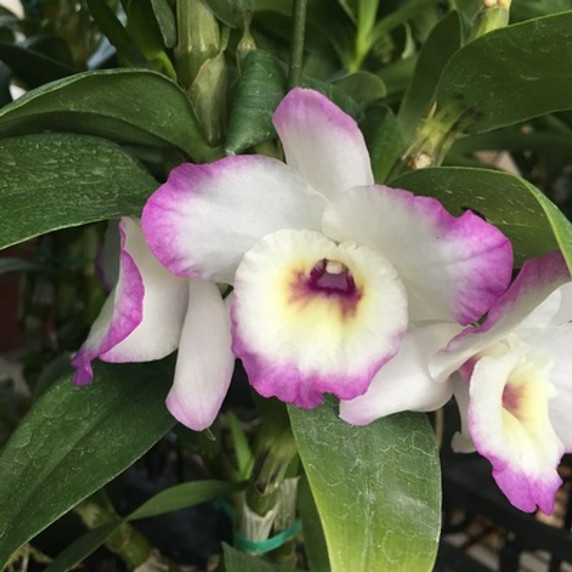 Den. Nobile -- My Sweet 'Wink'