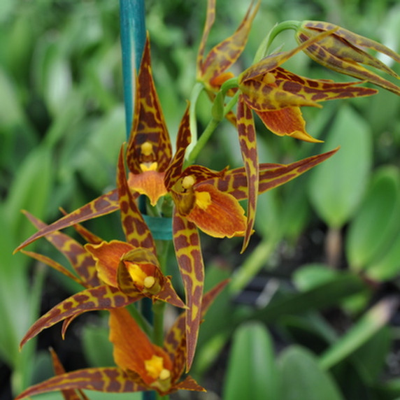 Bst. Tarantula 'Sweet Orange'