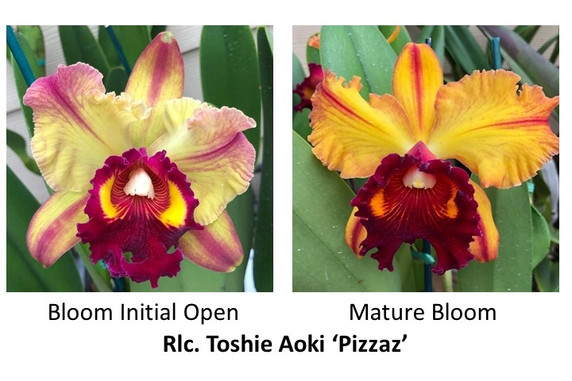 Rlc. Toshie Aoki 'Pizazz' AM/AOS