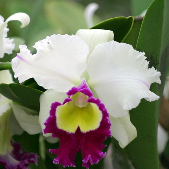 Rlc. Chie Hattori 'Volcano Queen'