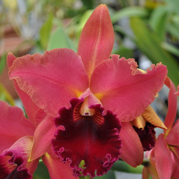 Rlc. Sharon King 'Volcano Princess'