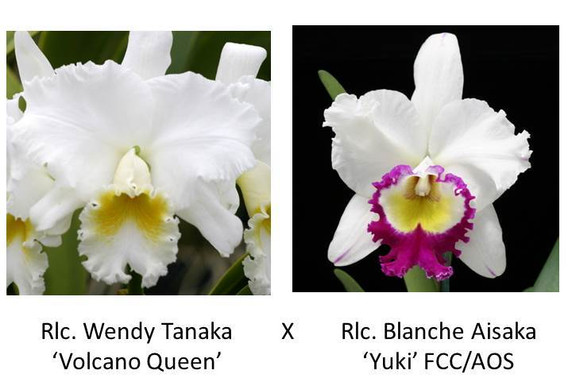 Rlc. Wendy Tanaka 'Volcano Queen' x Rlc. Blanche Aisaka 'Yuki' FCC/AOS