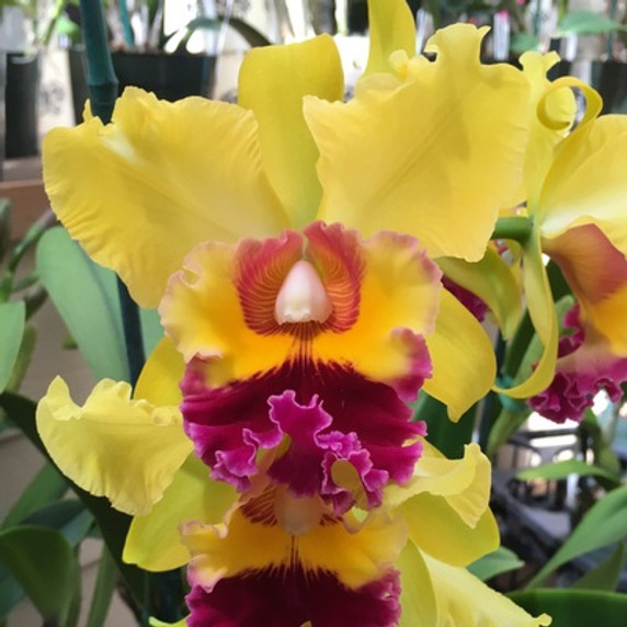 Rlc. (Kristi Yamaguchi-Chunyeah) x Rlc. Sharon King 'Yuki'