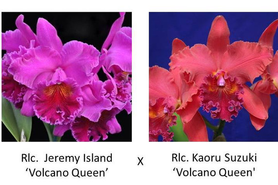 Rlc. Jeremy Island 'Volcano Queen' x Rlc. Kaoru Suzuki 'Volcano Queen'