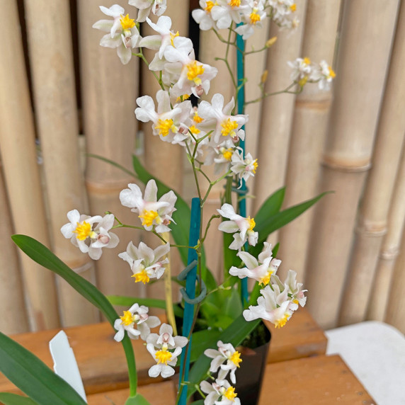 Oncidium Tsiku 'Marguerite' (2" Pot-Spiking)