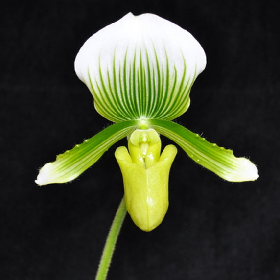 Paph. Green & White Hybrid (Gift Box)