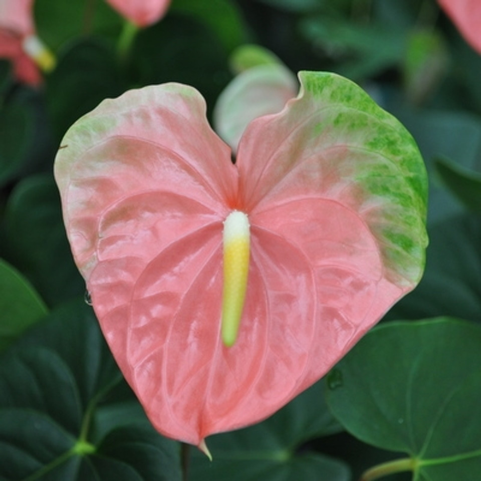 Coral Obake (Anuenue) Anthurium Plant