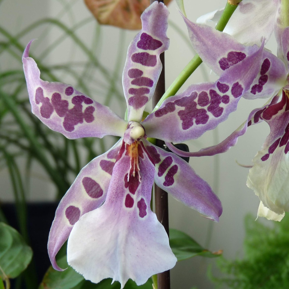 Bllra. Peggy Ruth Carpenter 'Morning Joy' Akatsuka Orchid Gardens