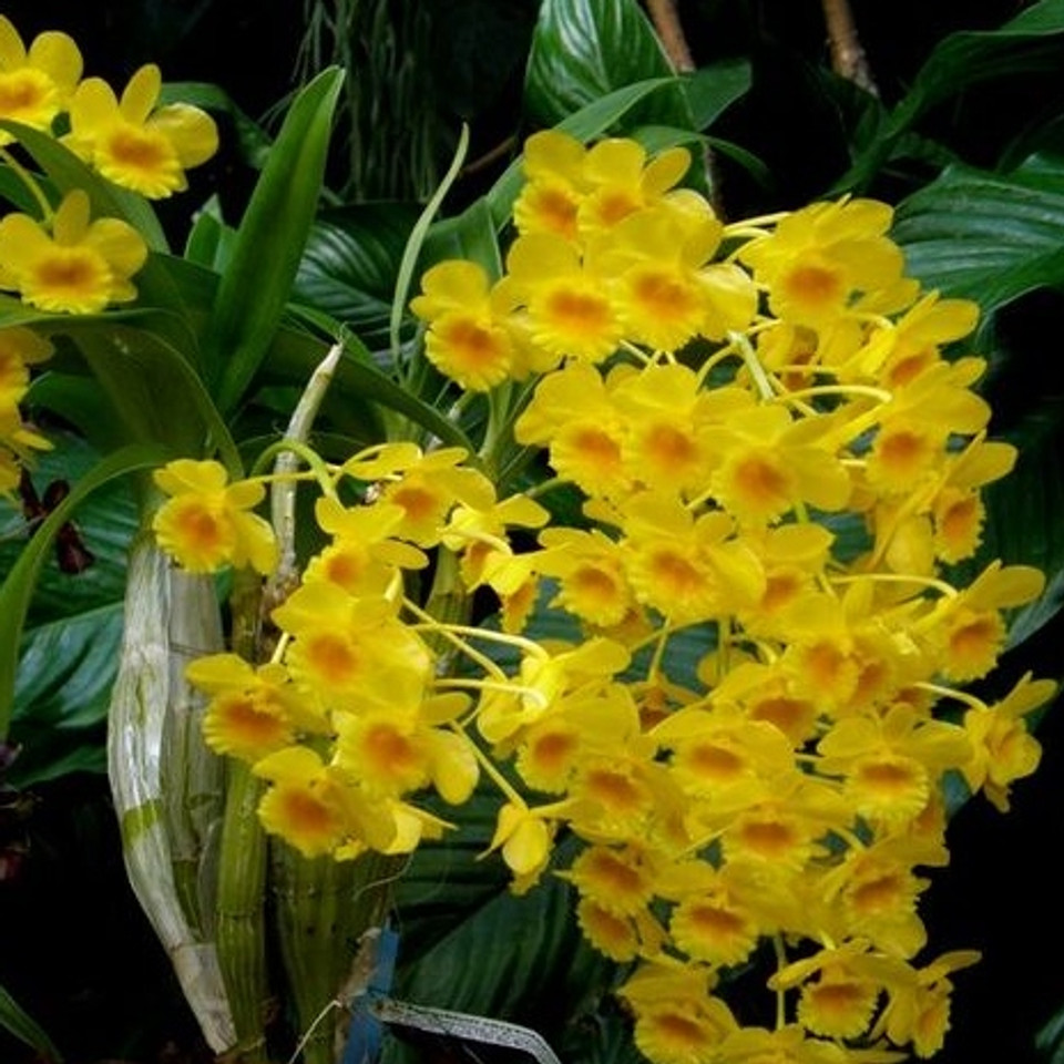 Orchid Species Dendrobium chrysotoxum for sale
