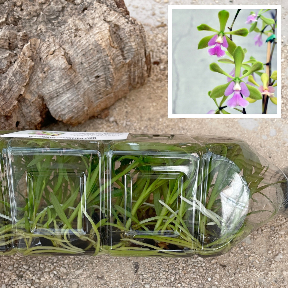 Orchid Plants Orchid Flasks Akatsuka Orchid Gardens