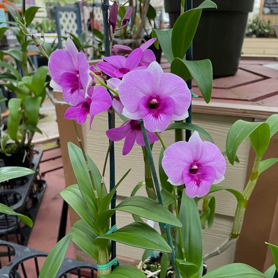 Buy Live Orchids Online Akatsuka Orchid Gardens