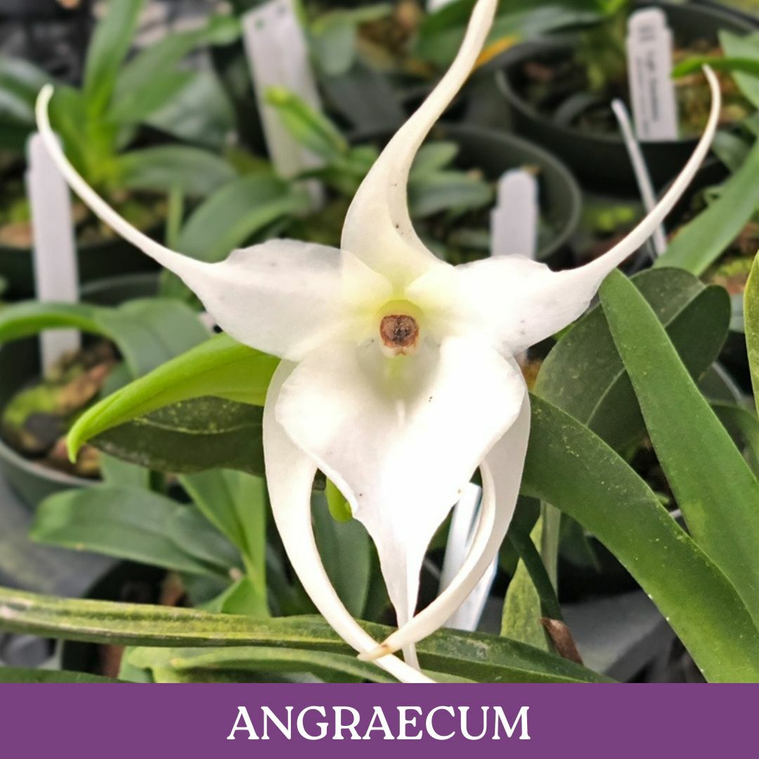 angraecum.jpg