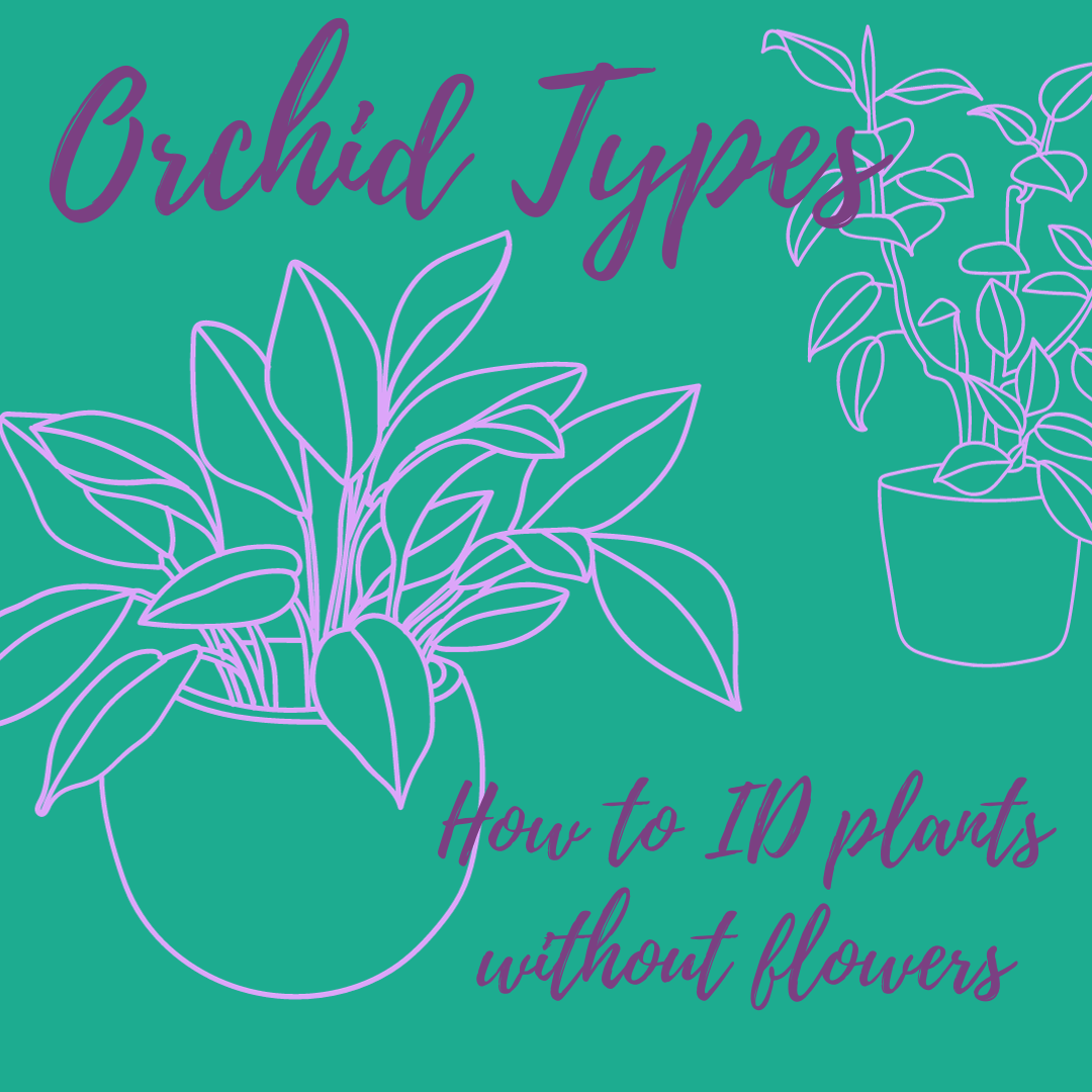 Types of Orchids How to ID Orchid Plants (without flowers) Akatsuka