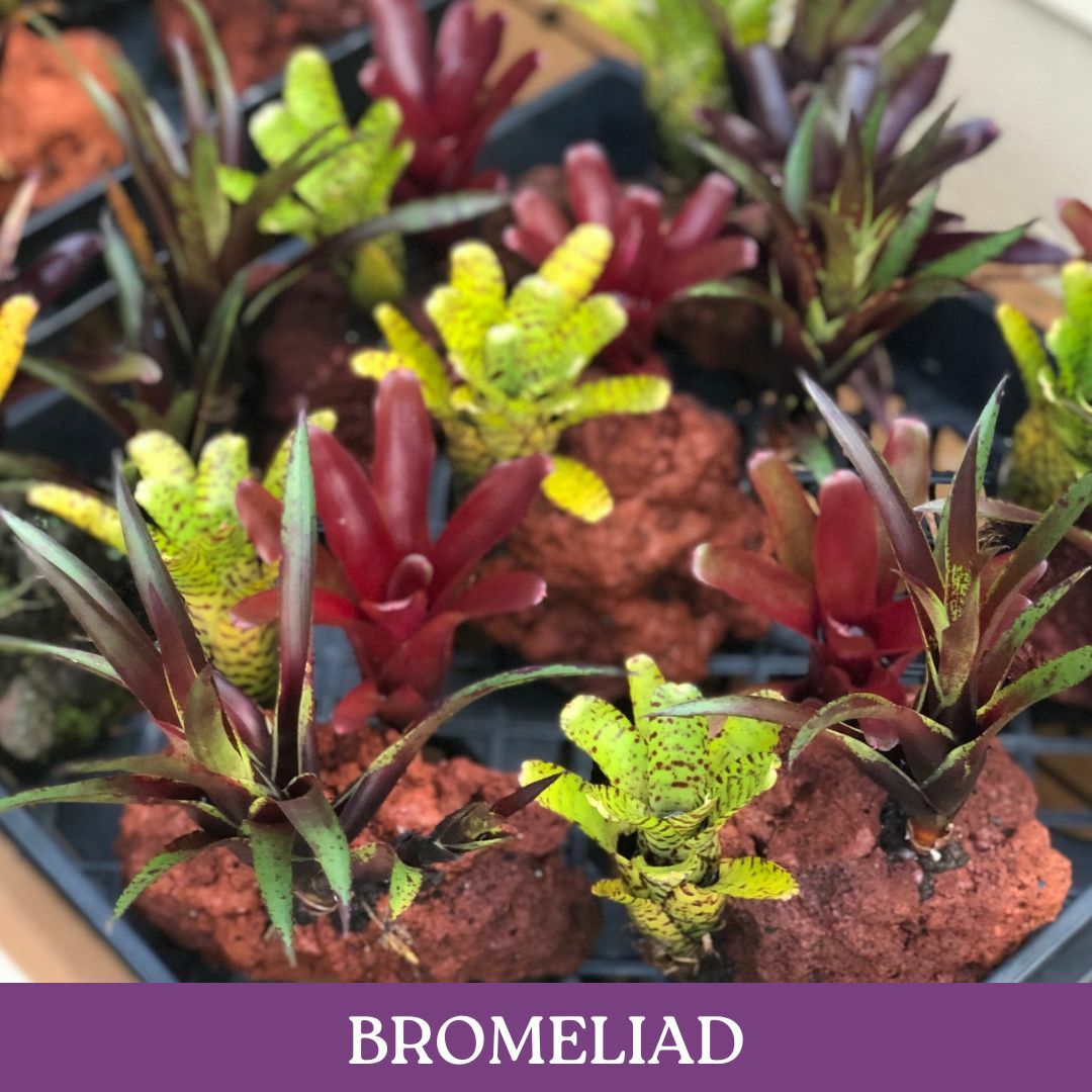 bromeliad.jpg