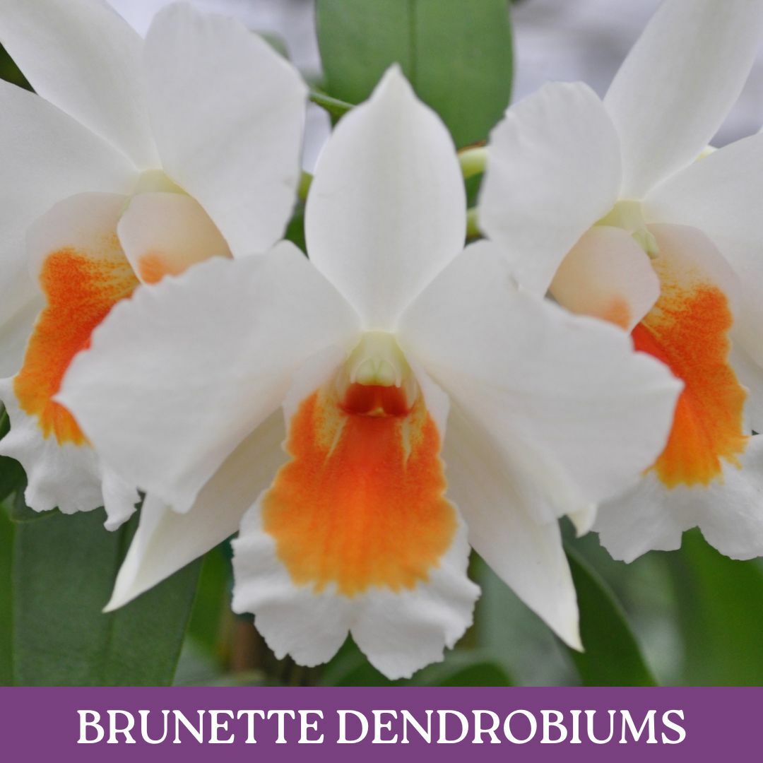 brunette-dendrobium.jpg