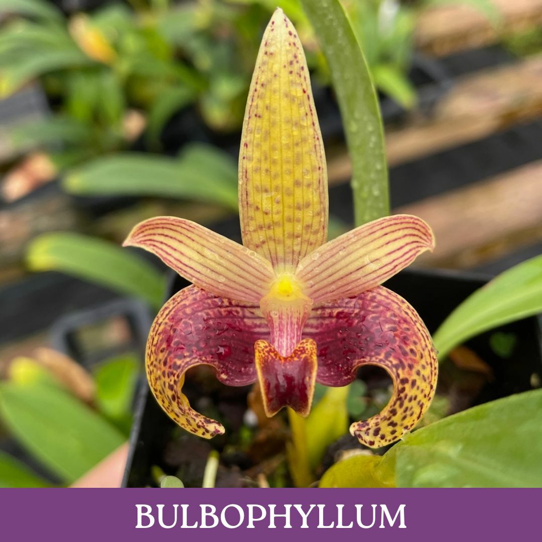 bulbophyllum.jpg