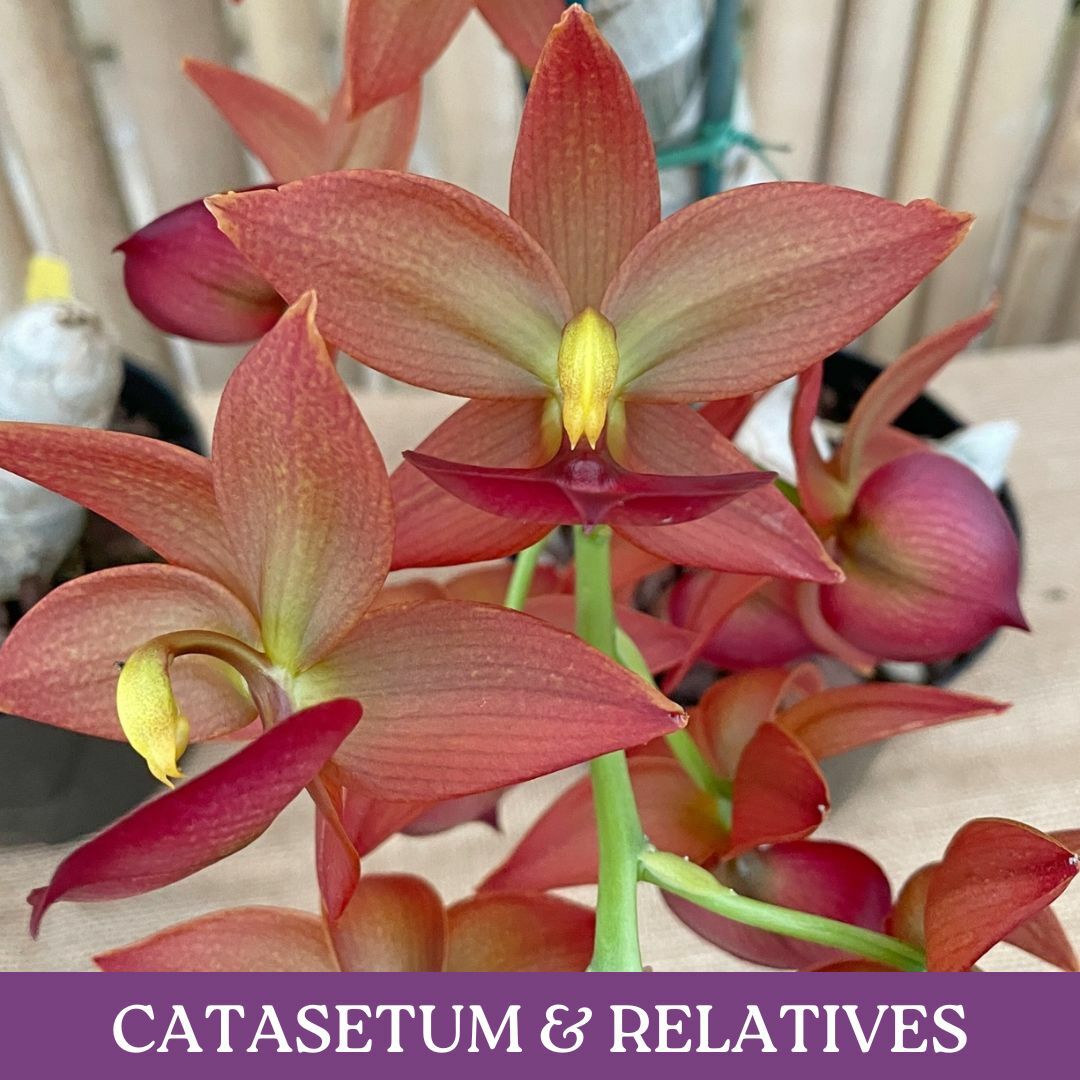 catasetum.jpg