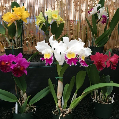 cattleya-display.jpg