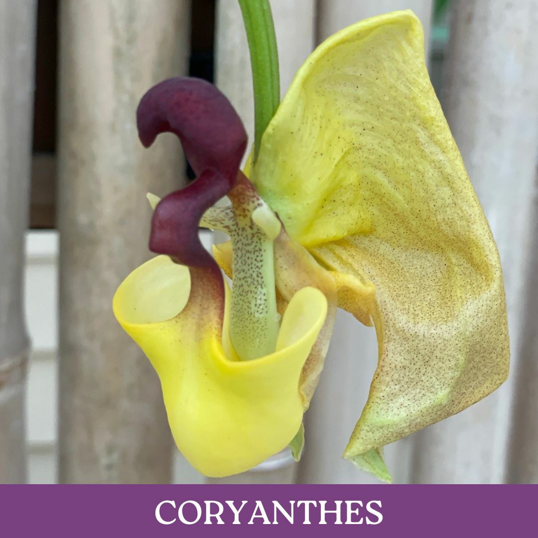 coryanthes.jpg