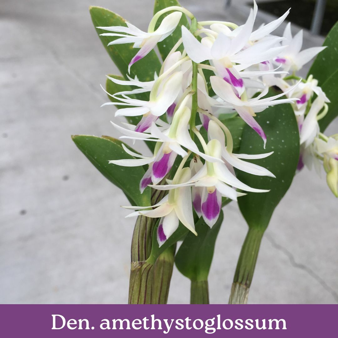 den.-amethystoglossum-cs.jpg