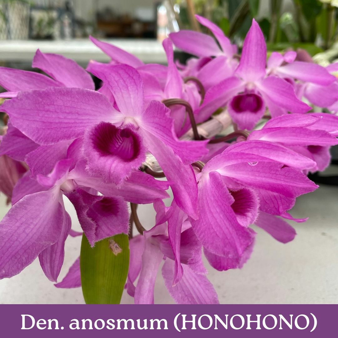 den.-anosmum-cs.jpg