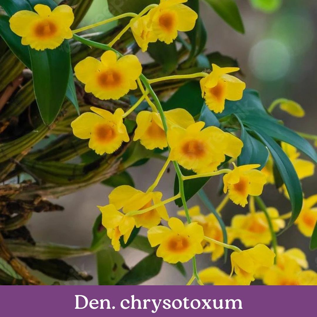 den.-chrysotoxum.jpg