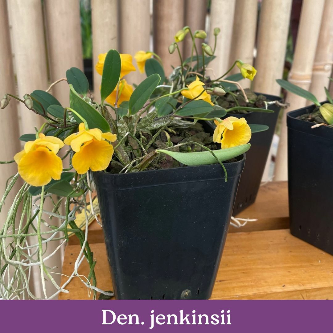 den.-jenkinsii-cs.jpg