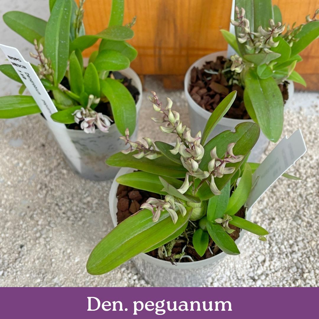 den.-peguanum.jpg