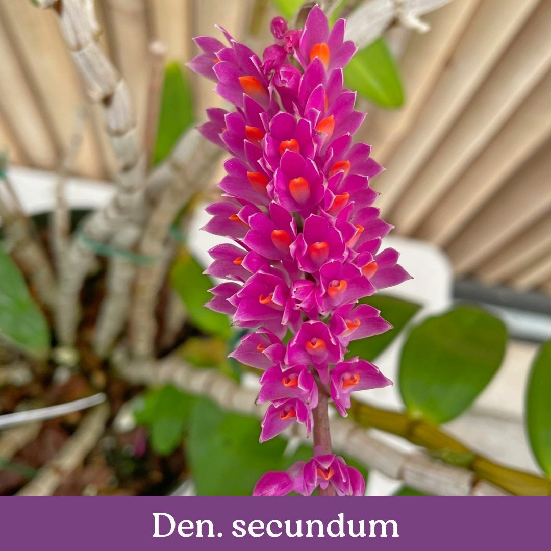 den.-secundum-cs.jpg