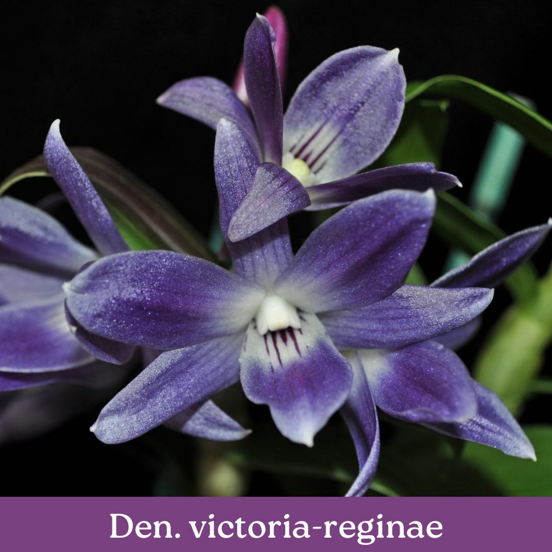 den.-victoria-reginae-cs.jpg