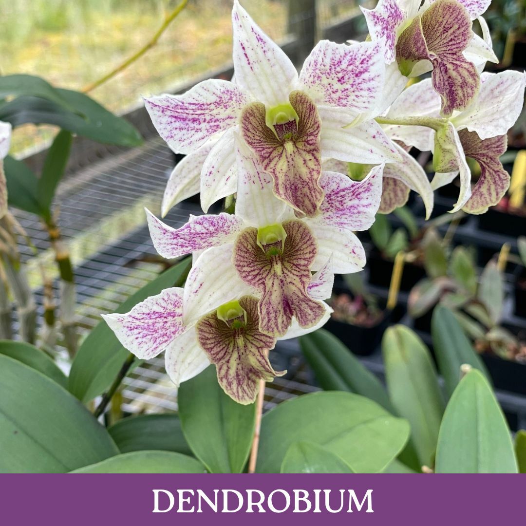 dendrobium-cs.jpg