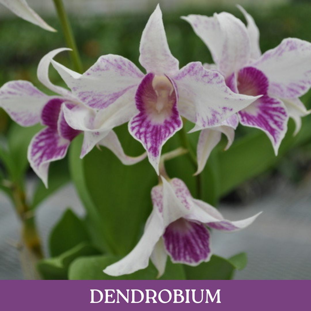 dendrobium.jpg