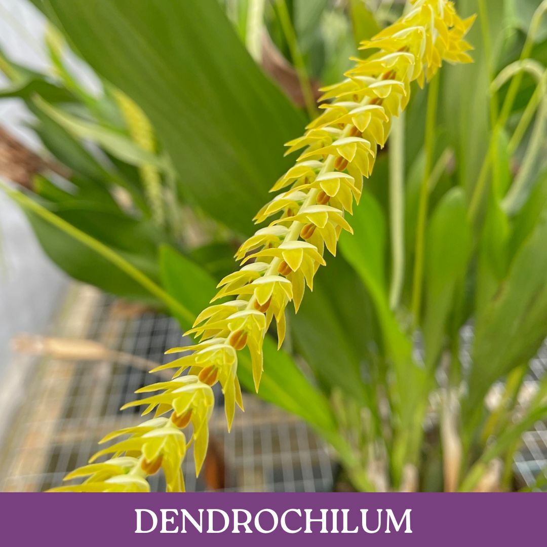 dendrochilum.jpg