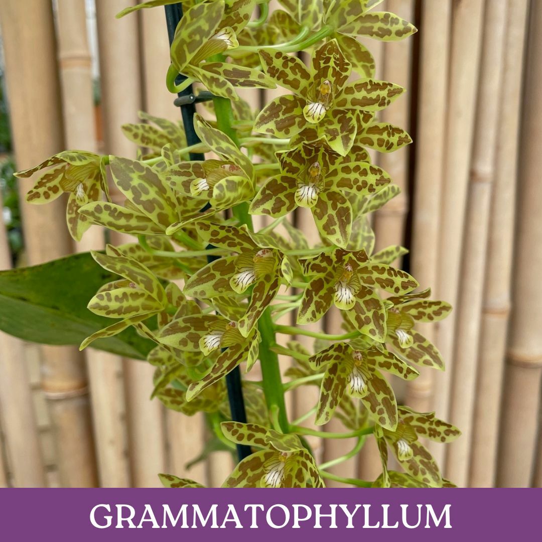 grammatophyllum.jpg