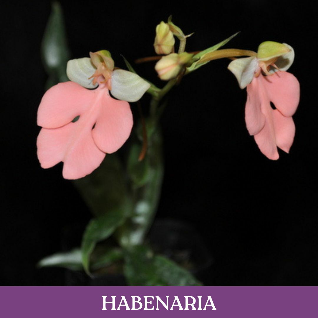 habenaria.jpg