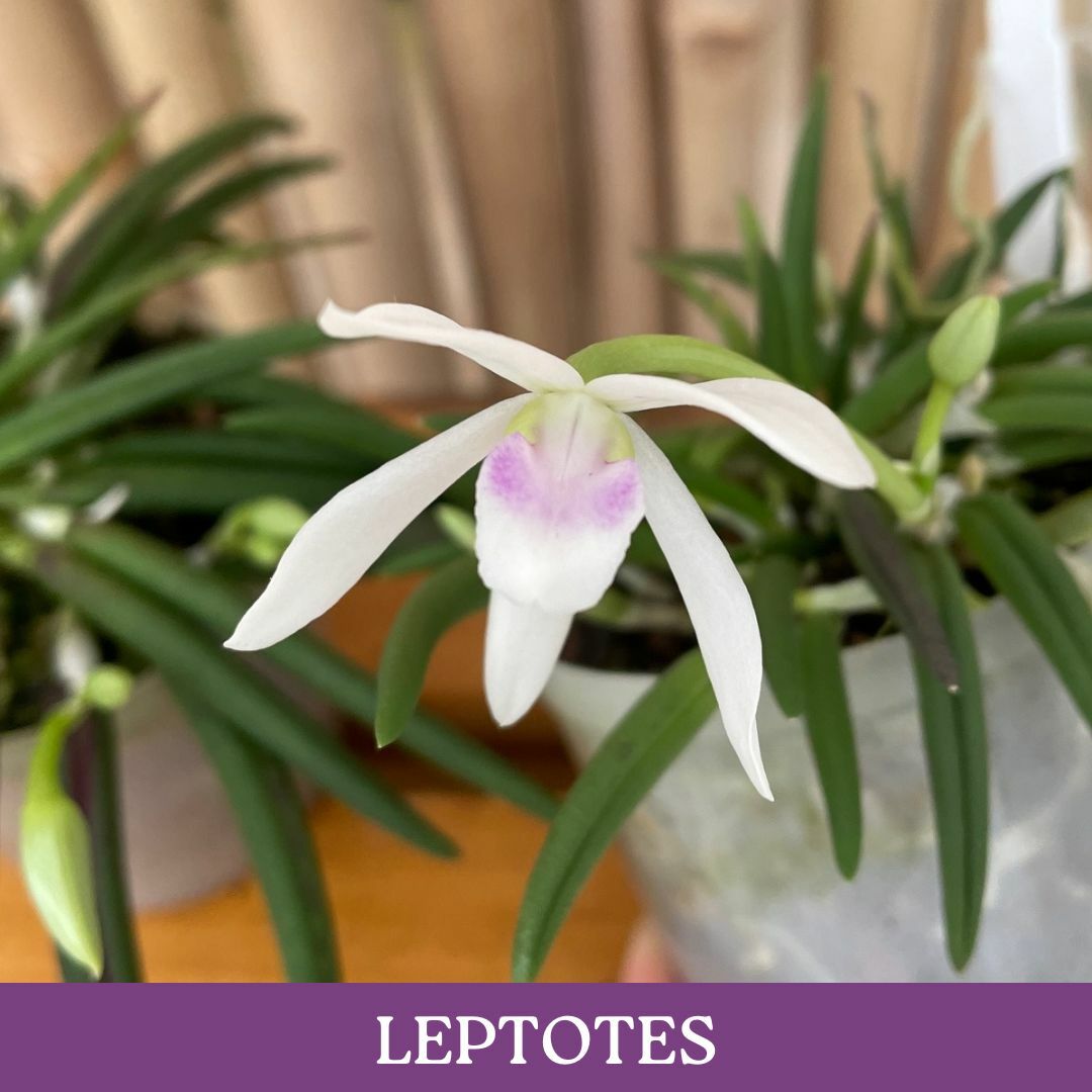 leptotes.jpg