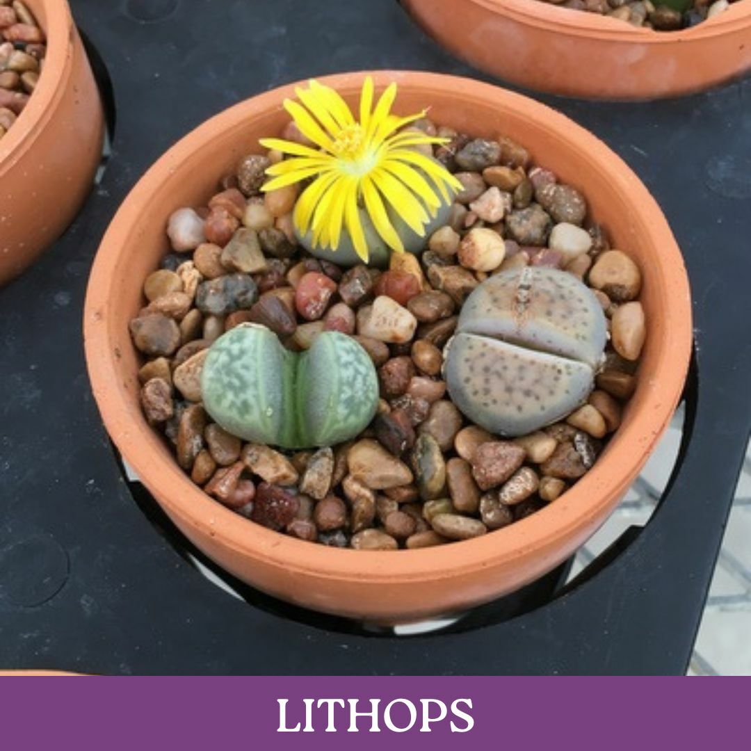 lithops-cs.jpg