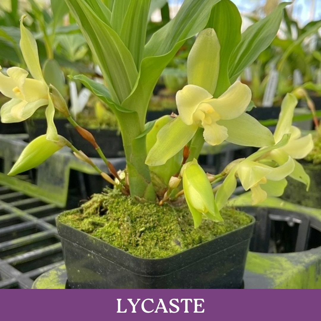 lycaste.jpg